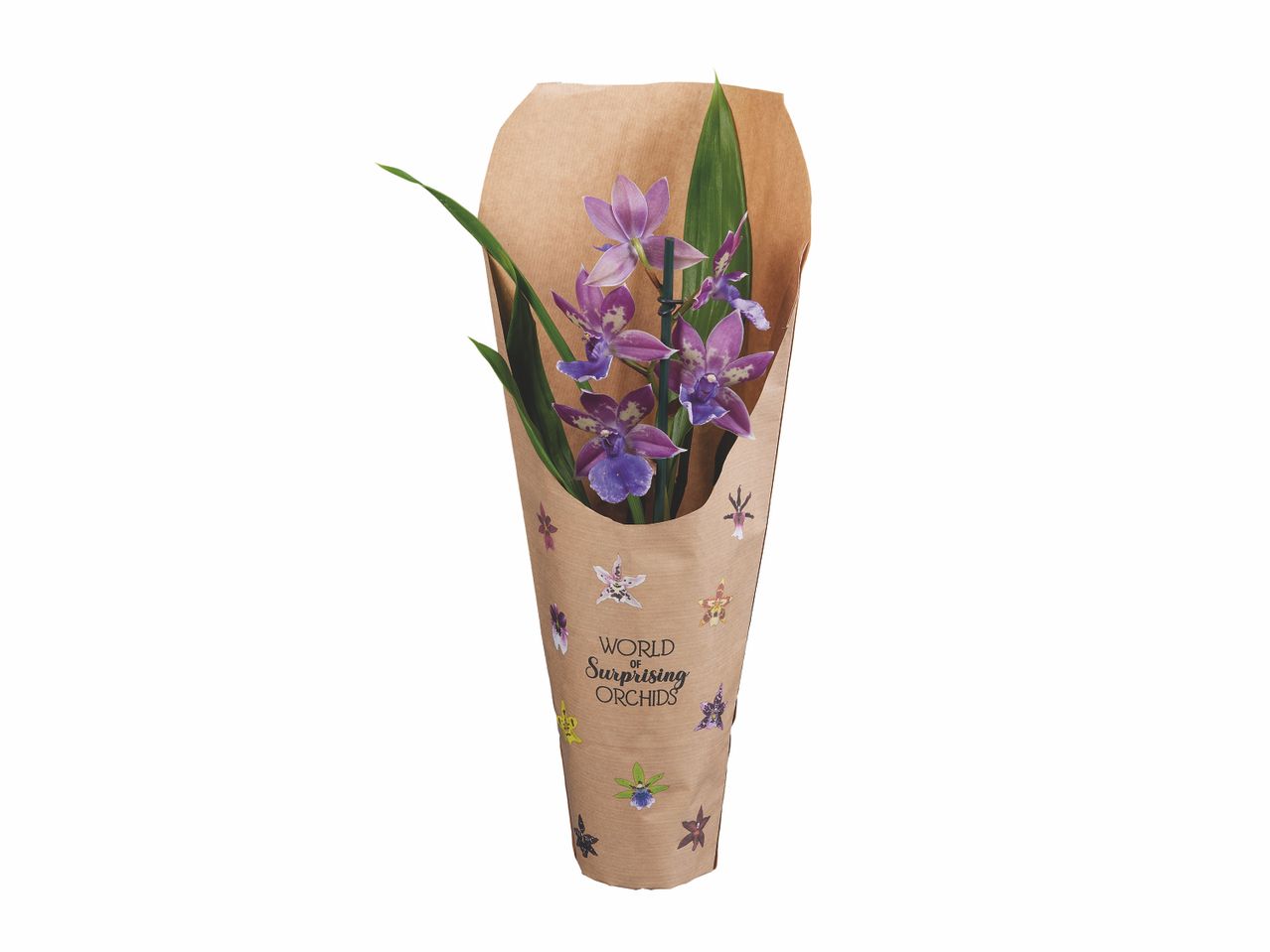 Orchidée « Happy » , prezzo 7.49 EUR
Orchidée « Happy »
- Ø : ...
