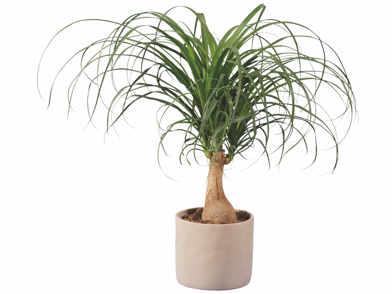 Plante verte en cache pot céramique , prezzo 19.99 EUR
Plante verte en cache pot ...