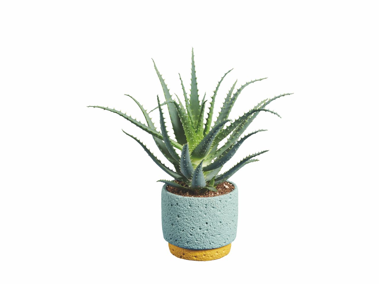 Aloé arborescens en pot céramique , prezzo 7.99 EUR
Aloé arborescens en pot ...