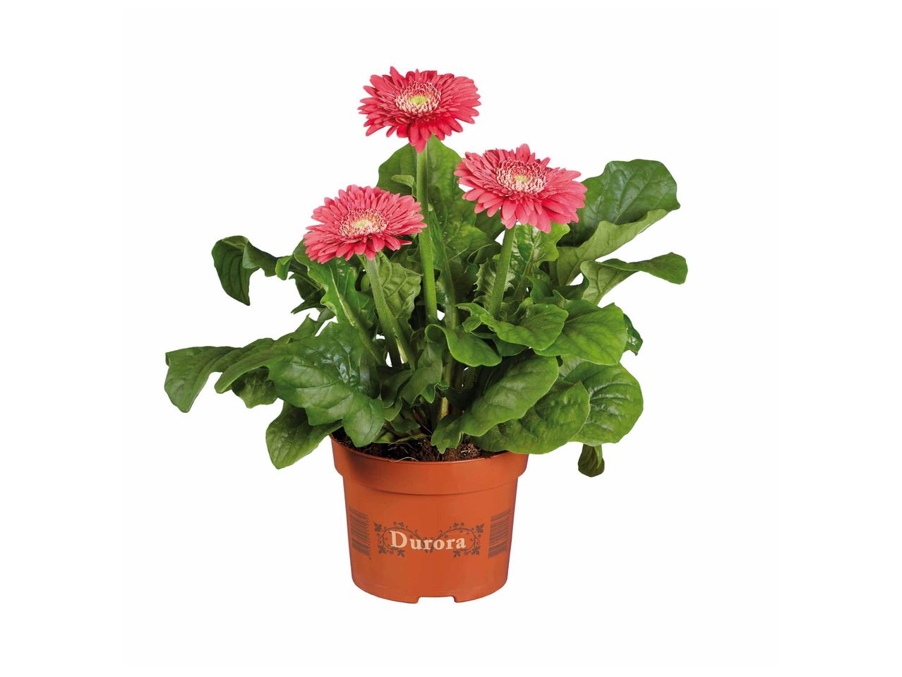 Gerbera , prezzo 2.49 EUR
Gerbera
- Ø : 12 cm
- Hauteur : 22 cm