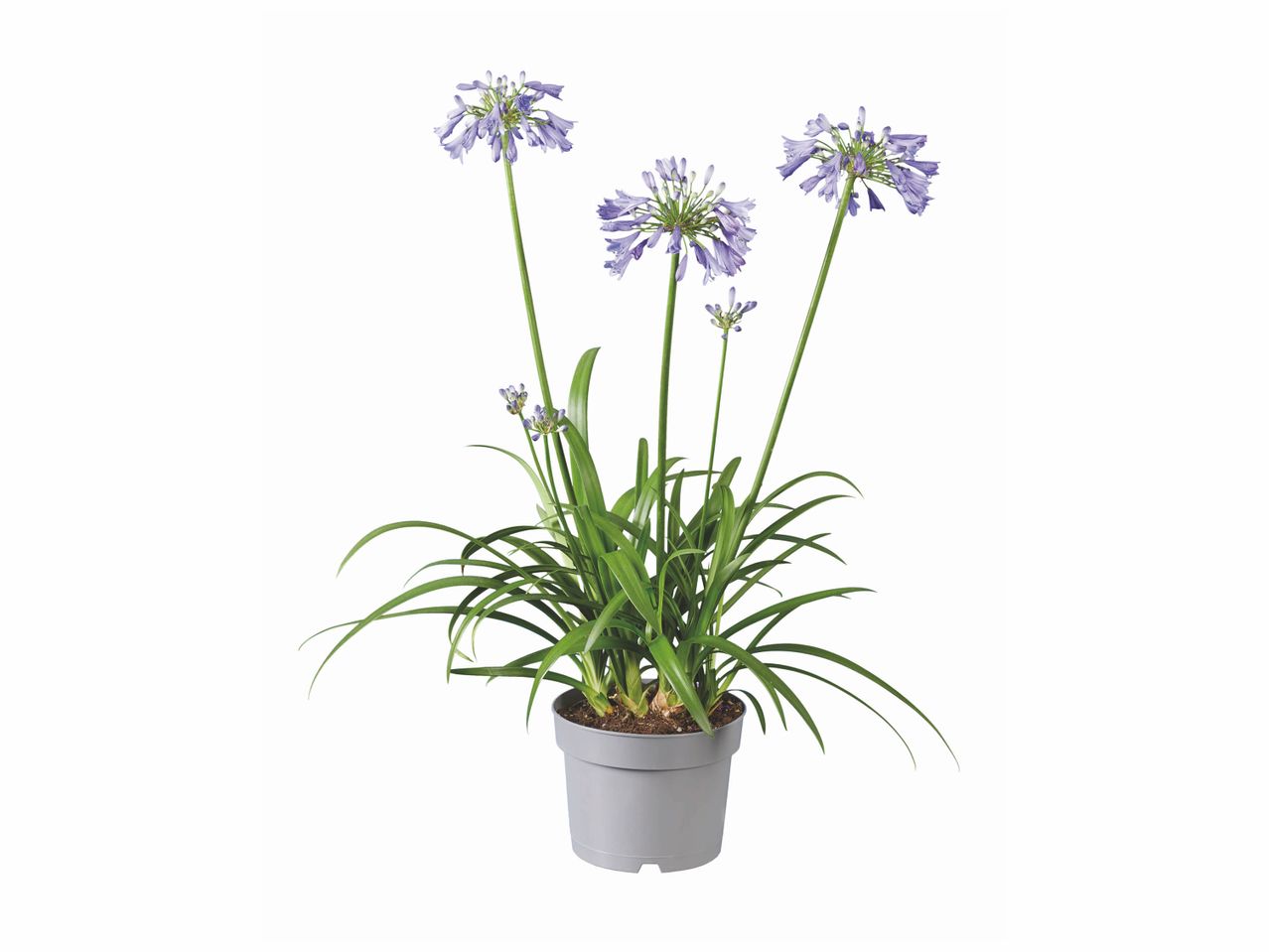 Agapanthe , prezzo 8.99 EUR
Agapanthe
- Ø : 17 cm
- Hauteur : 65 cm