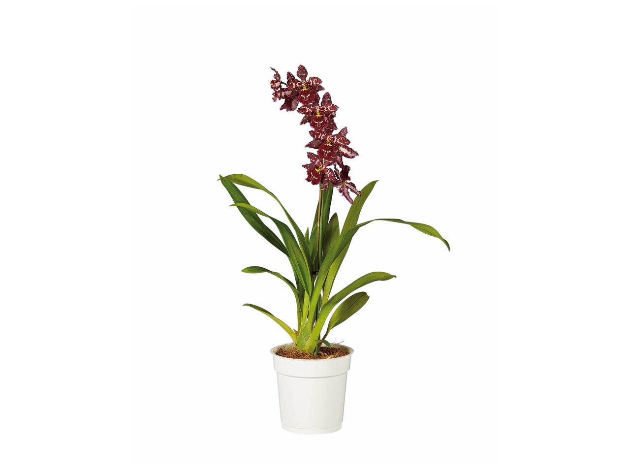 Orchidée « Happy » , prezzo 7.49 EUR
Orchidée « Happy »
- Ø : ...
