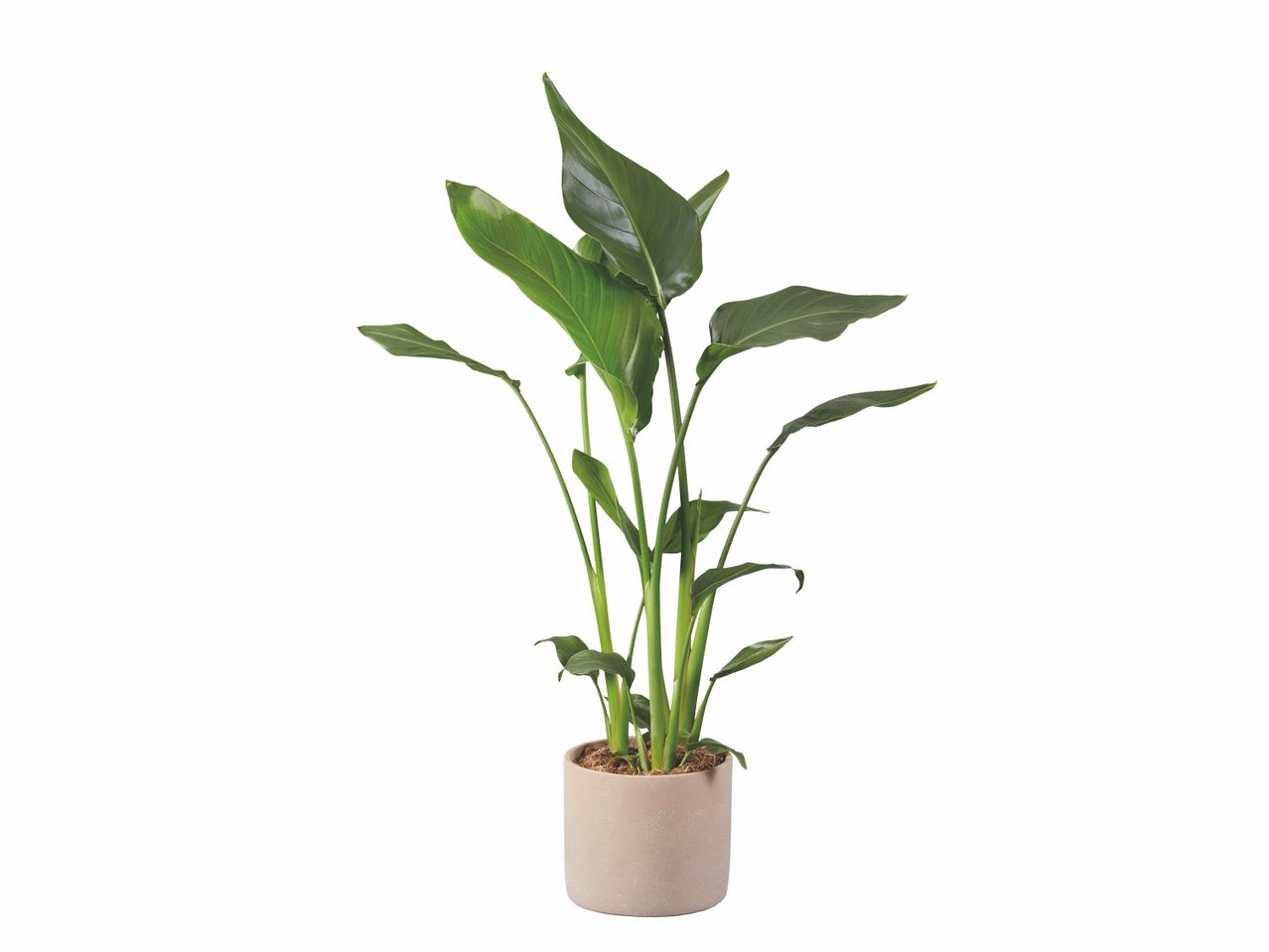 Plante verte en cache pot céramique , prezzo 19.99 EUR
Plante verte en cache pot ...