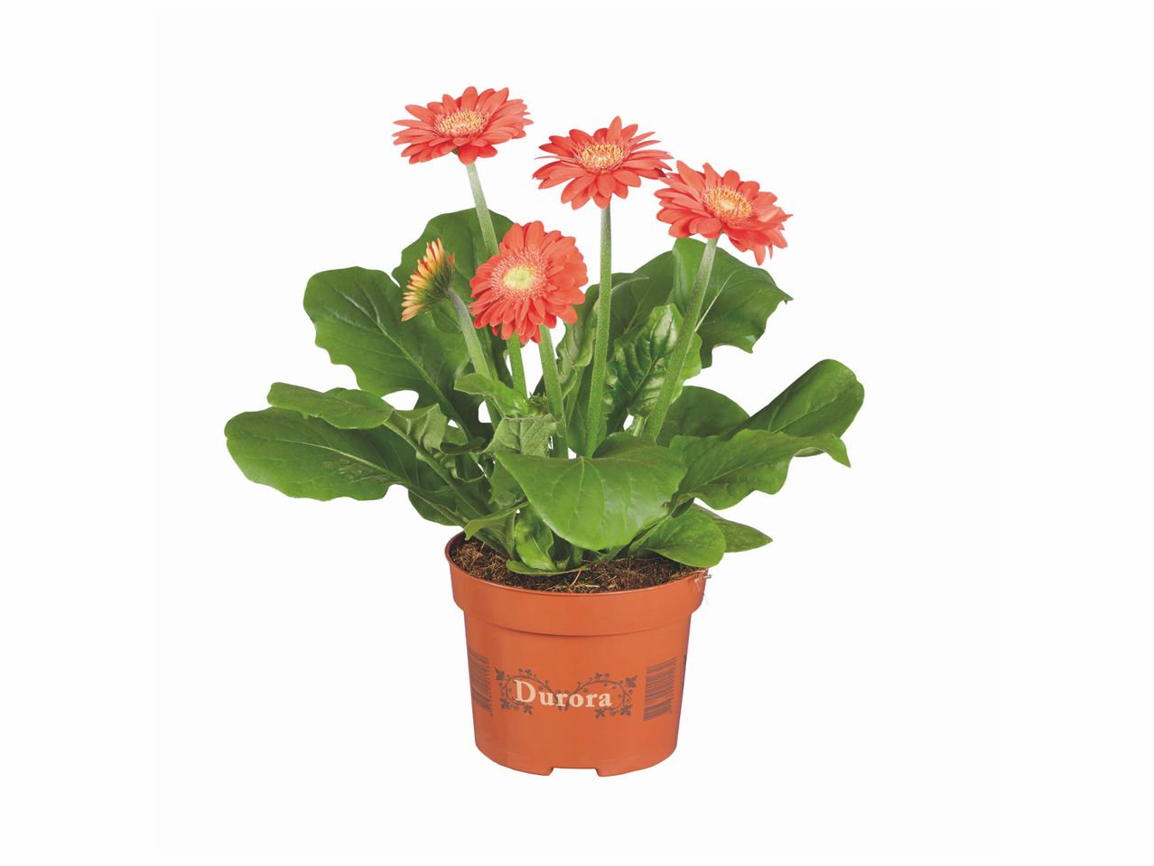 Gerbera , prezzo 2.49 EUR
Gerbera
- Ø : 12 cm
- Hauteur : 22 cm