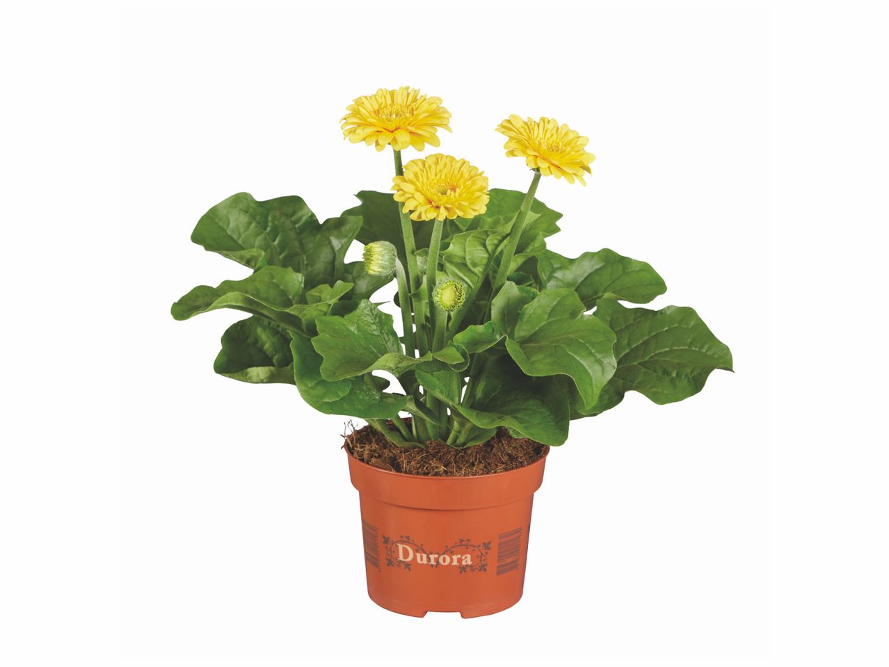 Gerbera , prezzo 2.49 EUR
Gerbera
- Ø : 12 cm
- Hauteur : 22 cm